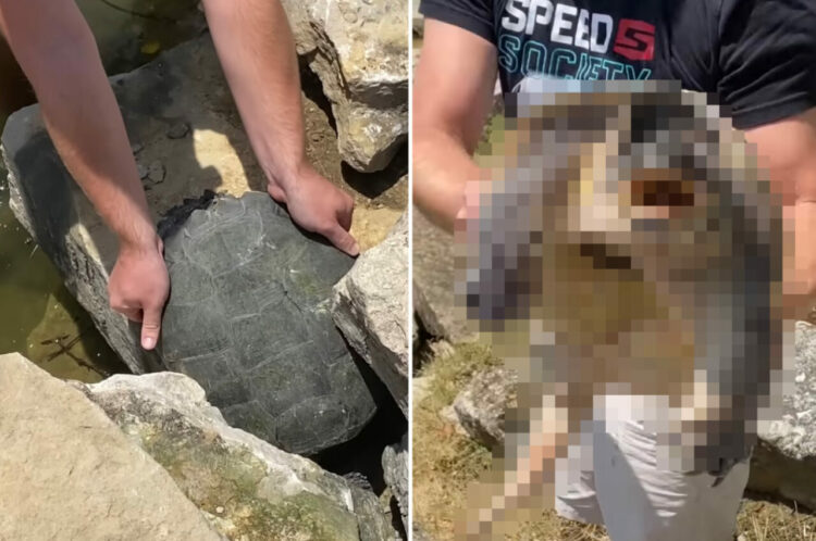 【400万再生突破！】巨大な石かと思ったら・・。男性が力いっぱい引っ張るのは、岩の間にハマっていた『危険な生き物』でした！【アメリカ・動画】