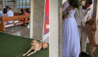 【素敵な話】結婚式に現れた野良犬。予期せぬサプライズゲストに心を掴まれた新郎新婦は、ある決断をしました！