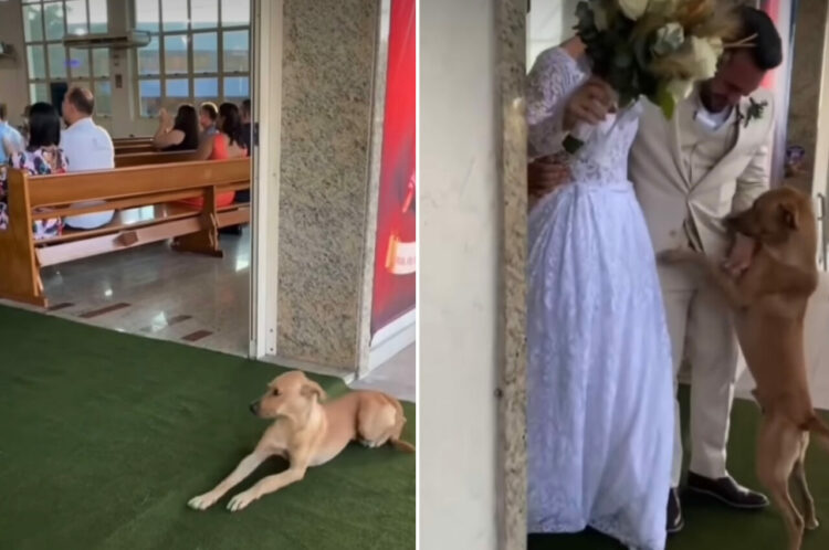 【素敵な話】結婚式に現れた野良犬。予期せぬサプライズゲストに心を掴まれた新郎新婦は、ある決断をしました！