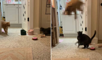 飛びかかってきた同居猫から身をかわす猫。その時見せたカンフースターのようなジャンプに、同居猫もビックリ!!【アメリカ・動画】