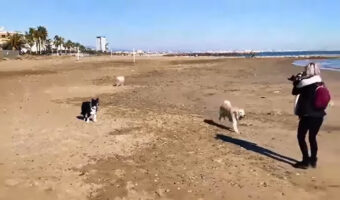 ビーチを元気に走り回るゴールデンレトリバーたち。はしゃぐこの子達が急に止まることなんてできなかった為、あるハプニングが！！【海外・動画】