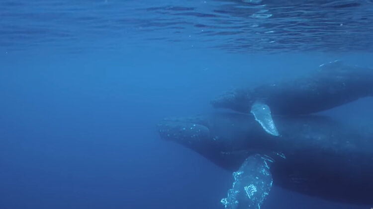 寄り添うようにして泳ぐザトウクジラの親子。その姿は子供が泳ぎ方を教わっている最中のようです