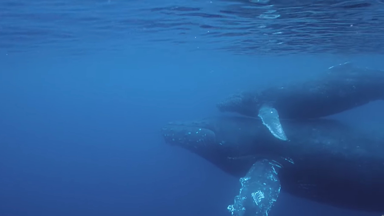 寄り添うようにして泳ぐザトウクジラの親子。その姿は子供が泳ぎ方を教わっている最中のようです