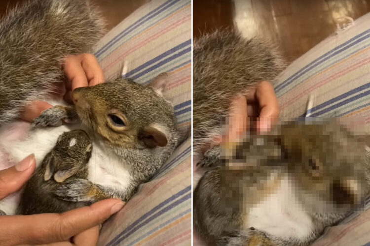 庭で発見されたウサギの赤ちゃん。この子を同じく救助されていたリスと対面させると・・、おとぎ話のような光景が！！【アメリカ・動画】