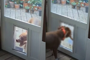 外で遊んで帰ってきたアメリカン・ピット・ブル・テリアの子犬。ところがお土産に持って帰ってきたオモチャが大きすぎて・・【アメリカ・動画】