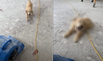 仕事中の飼い主さんに近付いてくるゴールデンレトリバーの子犬。しかし、途中でブロワーがあることに気が付くと・・!!【海外・動画】
