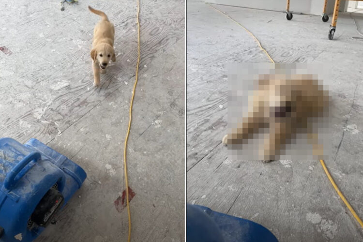 仕事中の飼い主さんに近付いてくるゴールデンレトリバーの子犬。しかし、途中でブロワーがあることに気が付くと・・！！【海外・動画】