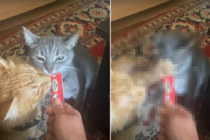 「シェアしたくない！」おやつをもらっている猫の兄弟でしたが、独占しようと思ったのか一方が『まさかの行動』に出ました！！【アメリカ・動画】