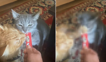 「シェアしたくない！」おやつをもらっている猫の兄弟でしたが、独占しようと思ったのか一方が『まさかの行動』に出ました！！【アメリカ・動画】