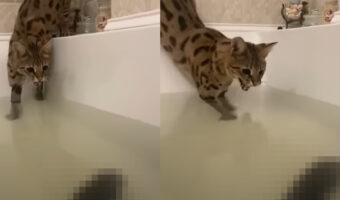 『あるもの』が気になって仕方がないサバンナキャット。お湯の張ってあるバスタブに足を入れてまで威嚇するその相手とは?!【海外・動画】
