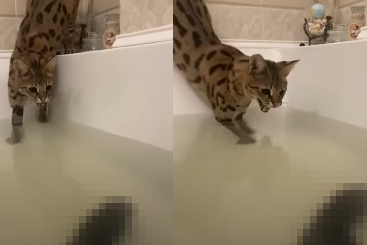 『あるもの』が気になって仕方がないサバンナキャット。お湯の張ってあるバスタブに足を入れてまで威嚇するその相手とは?!【海外・動画】