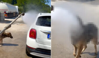 洗車しているところにやってきたジャーマンシェパード。この子に向かってシャワーをかけてあげると・・!!【海外・動画】