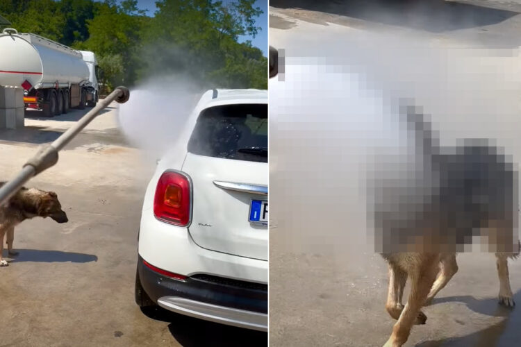 洗車しているところにやってきたジャーマンシェパード。この子に向かってシャワーをかけてあげると・・！！【海外・動画】