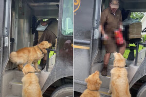 ゴールデンレトリバーたちはこの配達員さんが大好き！！急いだようにして配達員さんのいる車まで向かうその理由とは・・？！【海外・動画】