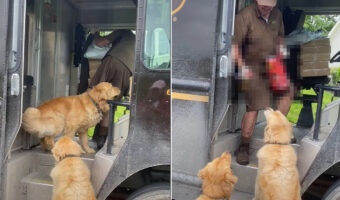 ゴールデンレトリバーたちはこの配達員さんが大好き!!急いだようにして配達員さんのいる車まで向かうその理由とは・・?!【海外・動画】
