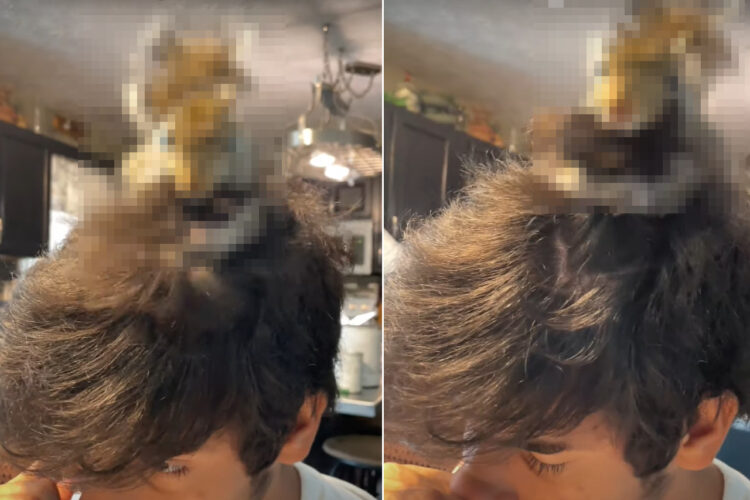 このお宅の人達は整髪の手間いらず？髪の毛をいじりまわすのが大好きな、このお家に暮らすヘアスタイリストさんの正体とは？！【アメリカ・動画】