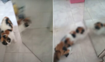 鏡付きのドアを開けたら・・、室内にいた猫が鏡に写った自分にビックリ!!慌てたような激しいリアクションを見せました【海外・動画】
