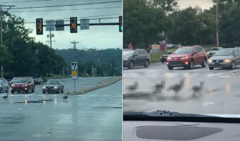 道路を横断するガチョウの家族。ドライバーたちがみんなで見守る中、一列になってみんな慌てずに進んでいきます【アメリカ・動画】