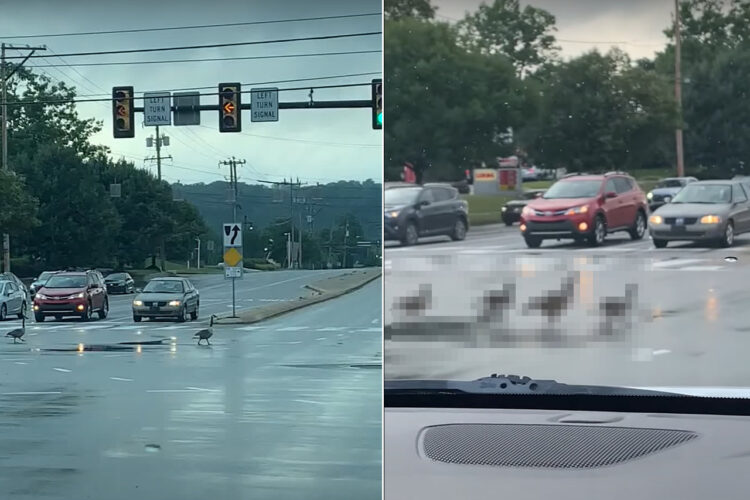 道路を横断するガチョウの家族。ドライバーたちがみんなで見守る中、一列になってみんな慌てずに進んでいきます【アメリカ・動画】