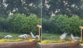 庭の一角に集まるアヒルたち。ここには、この子達が大好きな『ある物』が設置されていたのです！！【海外・動画】