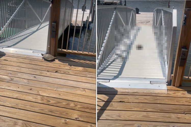 ウッドデッキをゆっくり歩いていくカメ。するとこの直後、ものすごいダッシュでその場から移動しはじめたのです！！【アメリカ・動画】