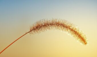 「秋の七草」にはどんな名前の植物がある?その覚え方は?