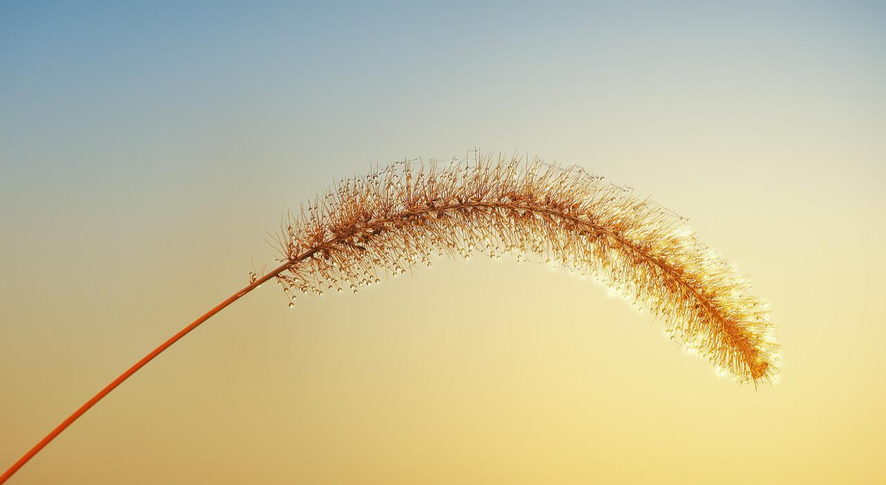 「秋の七草」にはどんな名前の植物がある？その覚え方は？