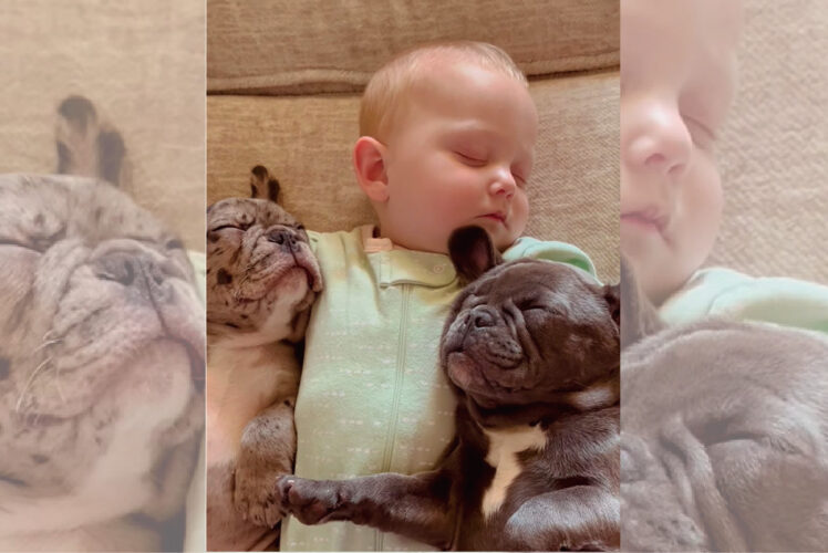 お昼寝している赤ちゃん。その両腕には気持ちよさそうに眠っているフレンチブルドッグの赤ちゃんたちの姿がありました【アメリカ・動画】