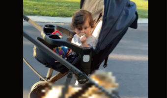 まるで二段ベッド？！毎日一緒にお散歩に行くという赤ちゃんと子犬。お散歩の間、子犬がいる場所にビックリ！！【アメリカ・動画】