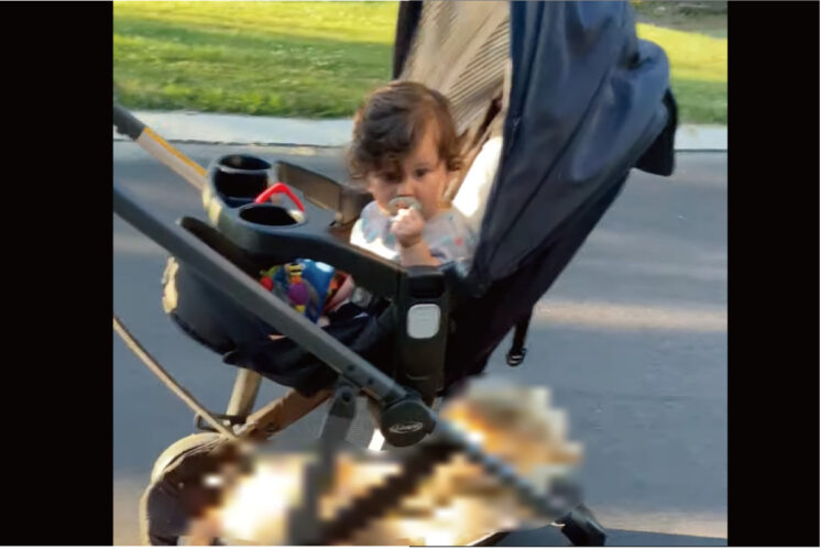 まるで二段ベッド？！毎日一緒にお散歩に行くという赤ちゃんと子犬。お散歩の間、子犬がいる場所にビックリ！！【アメリカ・動画】