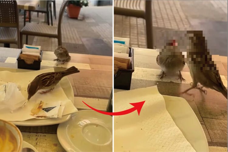 バーにやって来た小鳥たち。お皿の上のパンくずをついばんでいたこの直後、とても微笑ましい光景を見せてくれました！！【海外・動画】