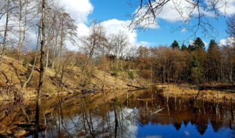 「海狸」と書いてなんという動物のことをあらわすか分かりますか?狸はいない国に住む、ダム作りのあの達人です