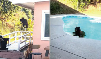 裏庭のプールまでバカンスしに来たのは、体の大きな「あの動物」！暑くて辛いのか、存分にプールを満喫しているみたいです【アメリカ・動画】