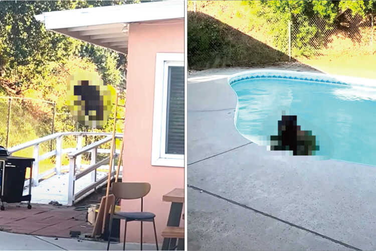 裏庭のプールまでバカンスしに来たのは、体の大きな「あの動物」！暑くて辛いのか、存分にプールを満喫しているみたいです【アメリカ・動画】