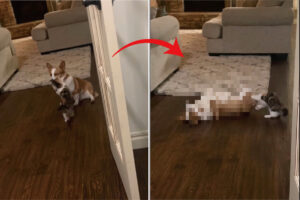 このコーギーは演技派すぎる！子猫が飛びかかってきて猫パンチを繰り出すと・・、その後のリアクションにビックリ！！【アメリカ・動画】