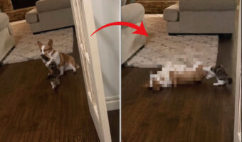 このコーギーは演技派すぎる！子猫が飛びかかってきて猫パンチを繰り出すと・・、その後のリアクションにビックリ！！【アメリカ・動画】