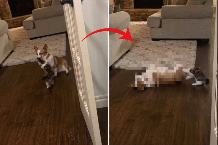 このコーギーは演技派すぎる！子猫が飛びかかってきて猫パンチを繰り出すと・・、その後のリアクションにビックリ！！【アメリカ・動画】