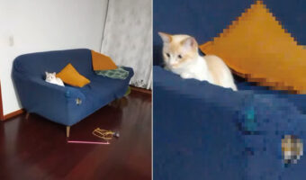 ソファの手すりに体を預けてのんびりくつろいでいる猫。そのすぐそばにいる猫が丸まっている場所にビックリ!!【海外・動画】