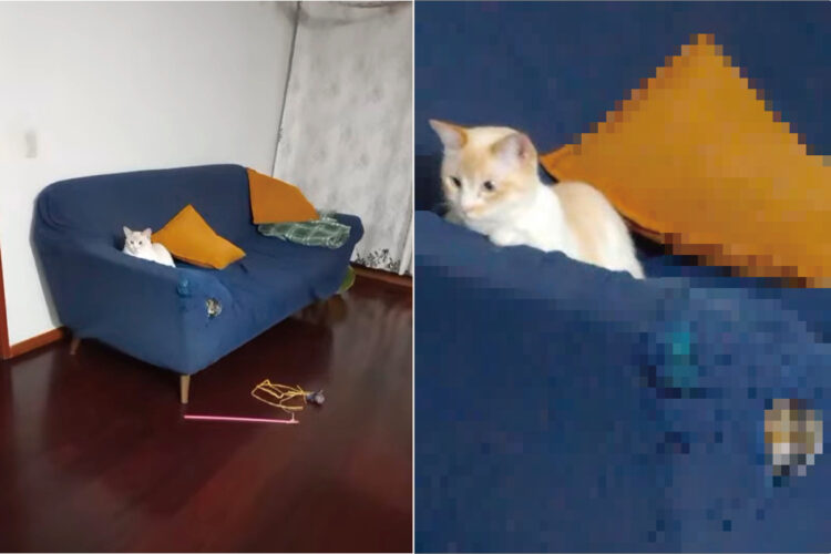 ソファの手すりに体を預けてのんびりくつろいでいる猫。そのすぐそばにいる猫が丸まっている場所にビックリ！！【海外・動画】