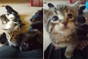 寝そべる飼い主さんの体を登る猫の赤ちゃんたち。総勢11匹が足元からどんどん進んで来るその光景、最高すぎる！！【アメリカ・動画】