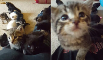 寝そべる飼い主さんの体を登る猫の赤ちゃんたち。総勢11匹が足元からどんどん進んで来るその光景、最高すぎる！！【アメリカ・動画】