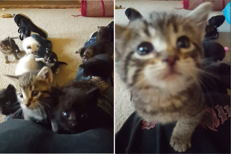 寝そべる飼い主さんの体を登る猫の赤ちゃんたち。総勢11匹が足元からどんどん進んで来るその光景、最高すぎる！！【アメリカ・動画】
