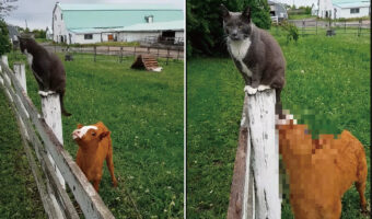 生まれたばかりの子牛は柵に腰掛ける猫の・・シッポが気になるみたい。じっと見つめていたと思ったらビックリする行動に出ました!【海外・動画】