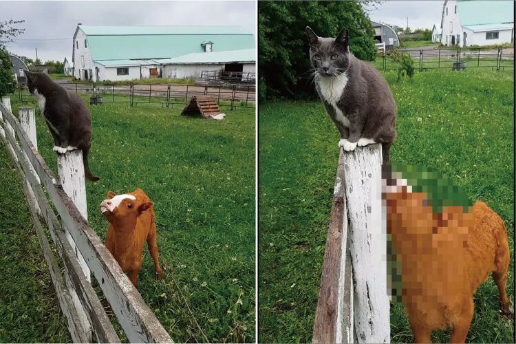 生まれたばかりの子牛は柵に腰掛ける猫の・・シッポが気になるみたい。じっと見つめていたと思ったらビックリする行動に出ました！【海外・動画】