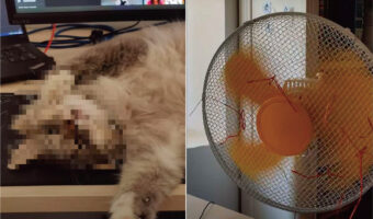 扇風機の前で涼んでいる猫。暑いのは分かるけど、そこで寝そべってリラックスされたら何もできないよ!!【海外・動画】