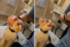 たくさんかまって欲しい子猫。飼い主さんがナデナデする手を止めると、次の瞬間・・！！【アメリカ・動画】