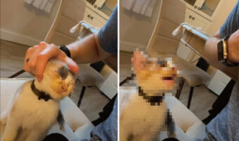 たくさんかまって欲しい子猫。飼い主さんがナデナデする手を止めると、次の瞬間・・!!【アメリカ・動画】
