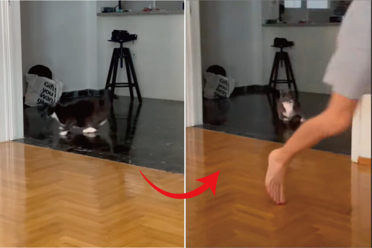 床でくつろぐ猫を追いかけ驚かせた男性。猫は逃げていったと思った数秒後、猫の逆襲が始まりました！！【海外・動画】