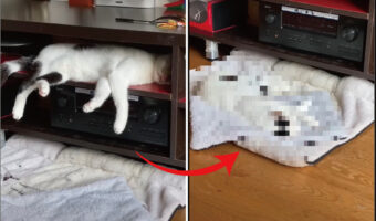 TVボードに潜り込んで昼寝をしている猫。夢の中で駆け回っているのか、急に足をバタバタし始めたかと思うと・・【海外・動画】