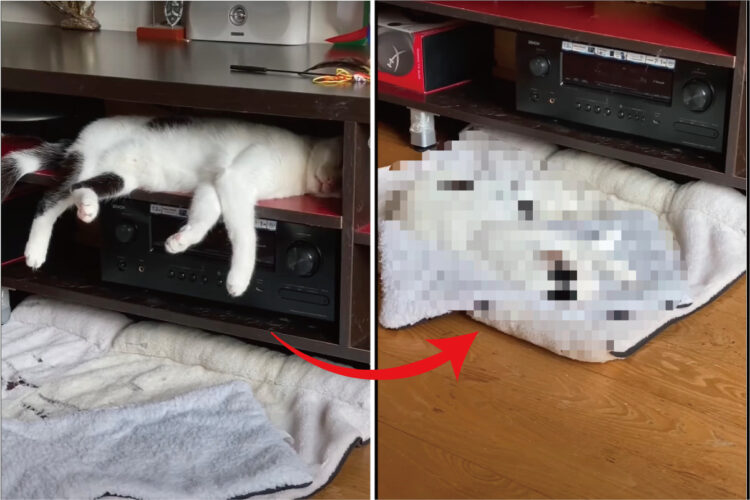 TVボードに潜り込んで昼寝をしている猫。夢の中で駆け回っているのか、急に足をバタバタし始めたかと思うと・・【海外・動画】